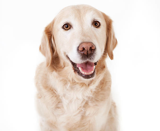 istock golden retriever isolated 532276254