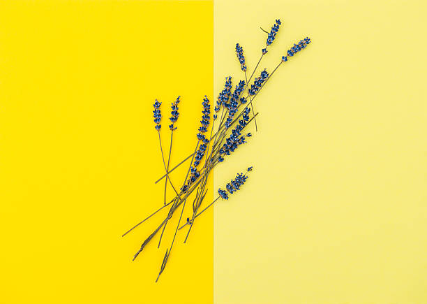 istock Dried lavender flowers Minimal concept Flat lay 532276472
