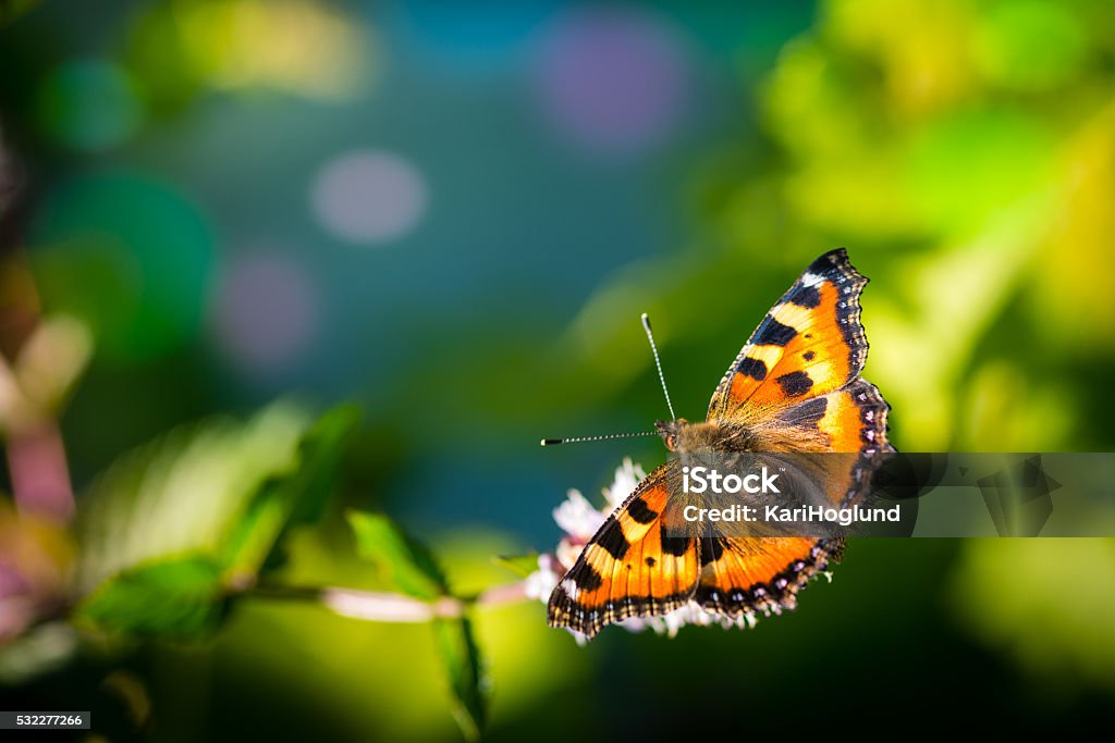 Borboleta monarca em flores - Foto de stock de Amarelo royalty-free