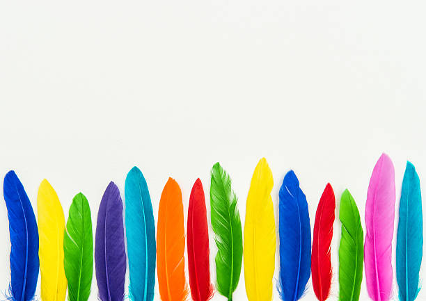 istock Colorful feathers isolated on white background 532277316