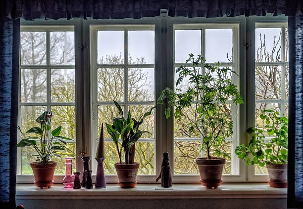 istock Window sill with flowers in pots 532278108