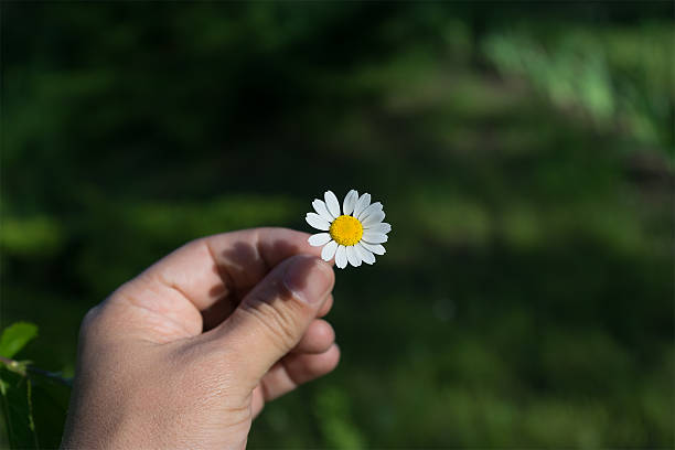 istock hand with a camomile on sunny summer day. 532279346