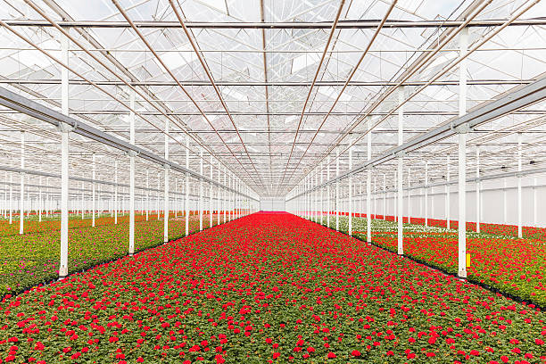 Blooming geranium plants in a greenhouse