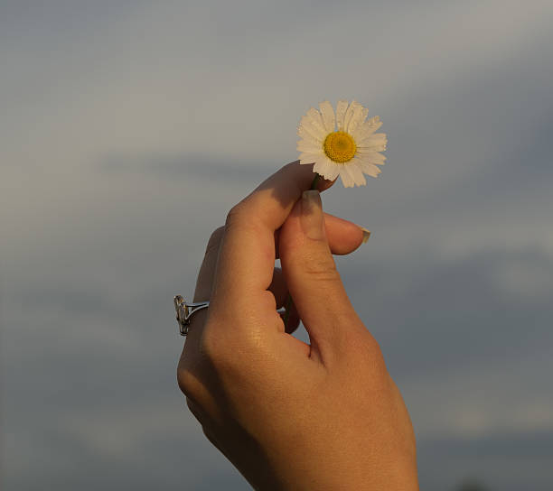 istock hand with a camomile on sunny summer day. 532279582