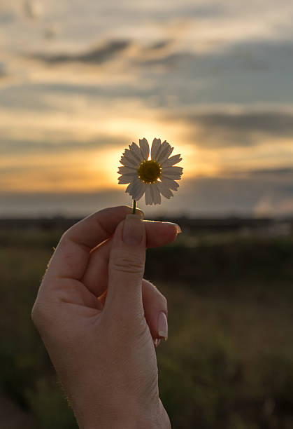 istock daisy in a female hand, sunset sky 532279660