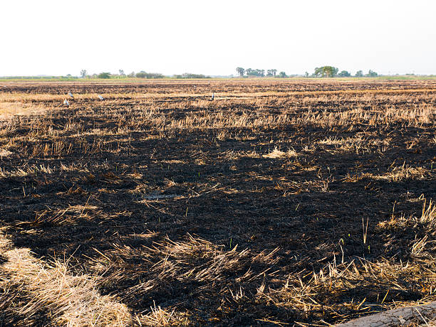 istock burnt rice field after harvest 532280154