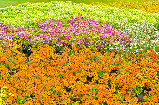 istock Colorful flower  - Stock Image 532282347