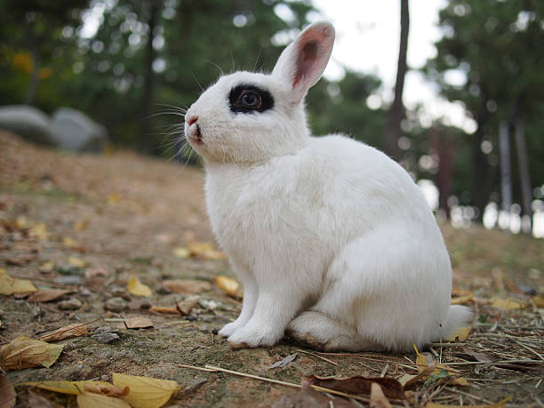 istock White And Black Rabbit With Blue Eyes In Nature Park 532282423
