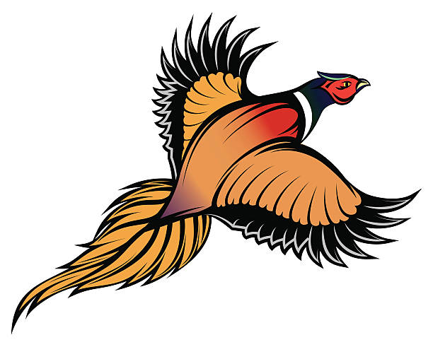 ilustraciones, imágenes clip art, dibujos animados e iconos de stock de ilustración de una elegante multi-colored flying faisán - pheasant hunting feather game shooting