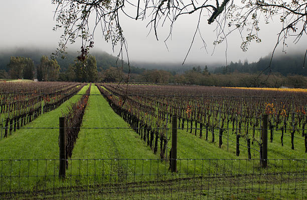 mgła nowy zielonej trawie i odsłonięty winnic napa valley w kalifornii - bare tree rain autumn tree zdjęcia i obrazy z banku zdjęć