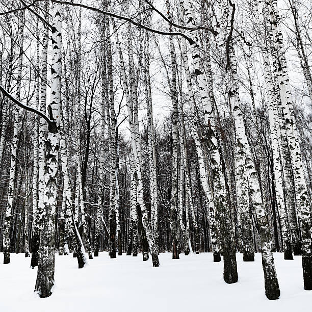 istock snowy birchwood in cold winter day 532283957