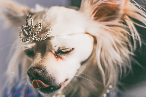chihuahua wearing crown and licking lips