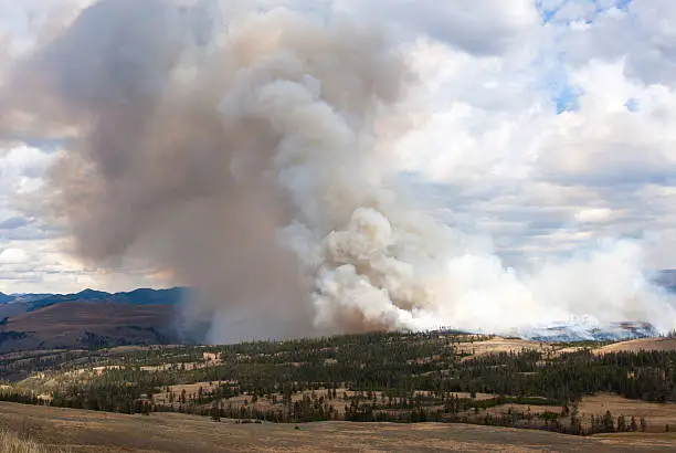 Forest fire in Yellowstone National Park, Wyoming USA