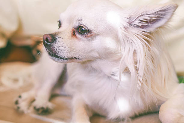 istock beautiful chihuahua 532284333