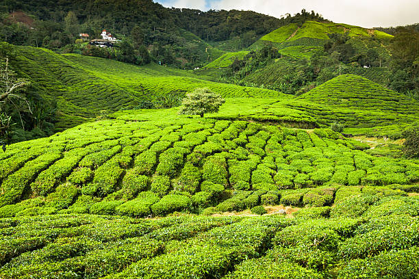 istock Tea Plantation in the Cameron Highlands, Malaysia 532284885