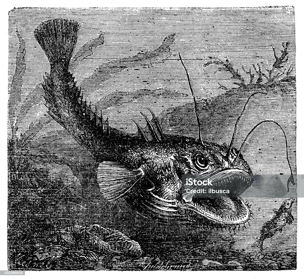 Antique illustration of Lophius piscatorius (angler) Monkfish stock illustration