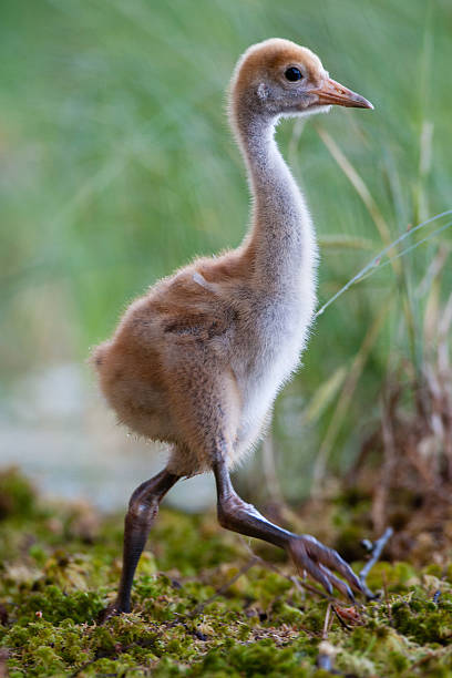 Common Crane chick Common Crane chick walks on marshy ground eurasian crane stock pictures, royalty-free photos & images
