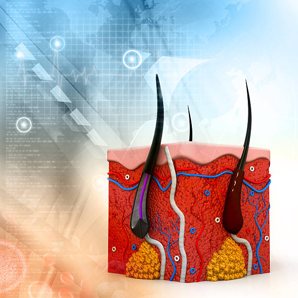 istock human skin anatomy cross section 532287027