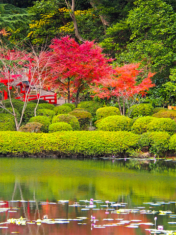 japan autumn tree background - Stock Image