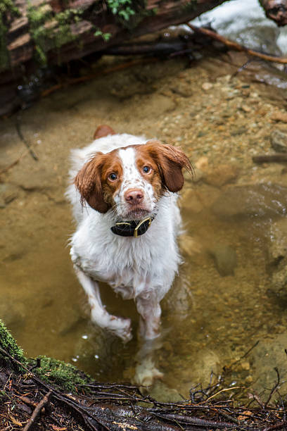 istock Brittany Spaniel in the water 532287489