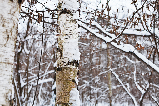 snowy birch trunk in winter forest close up