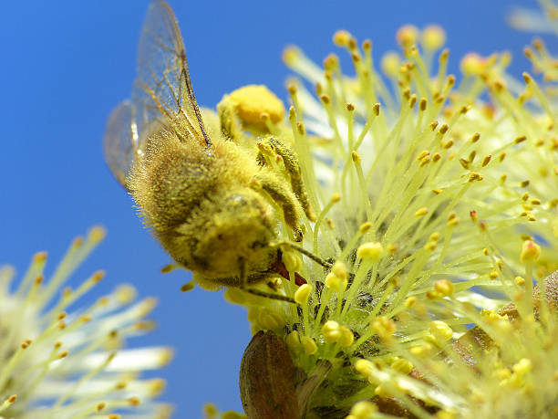 biene blüten und polen makro - pollen magnification high scale magnification yellow fotografías e imágenes de stock