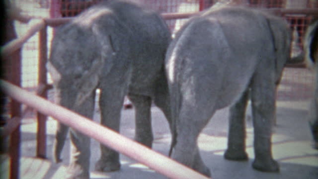 1963: Baby elephants in small zoo holding pens on display for wealthy humans.
