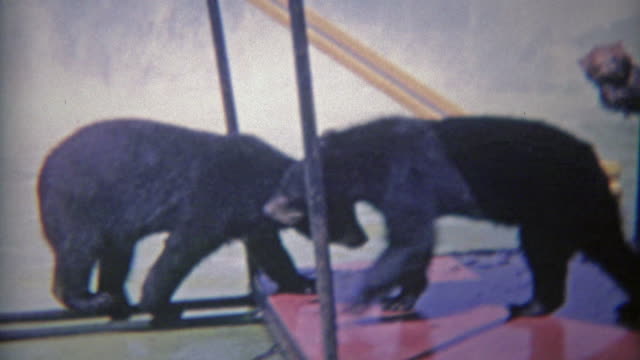 1963: Rare look at black and grizzly bears playing in same zoo habitat pool.