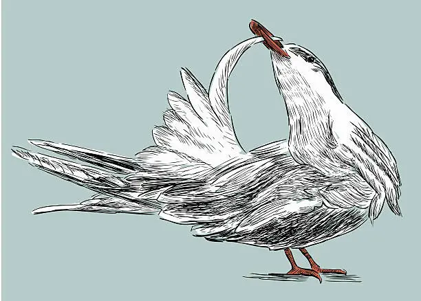 Vector illustration of tern