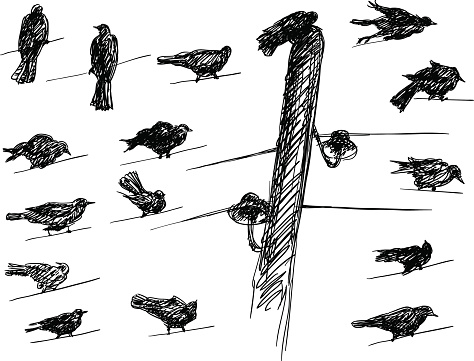 Vector set of birds Silhouettes on electrical wires.