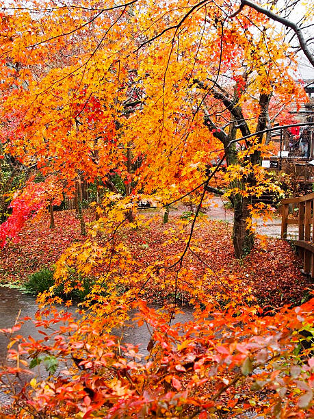 istock japan autumn tree background - Stock Image 532299497