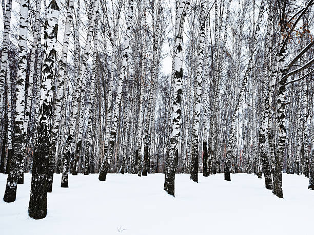 istock the edge of snowy birch woods 532301223