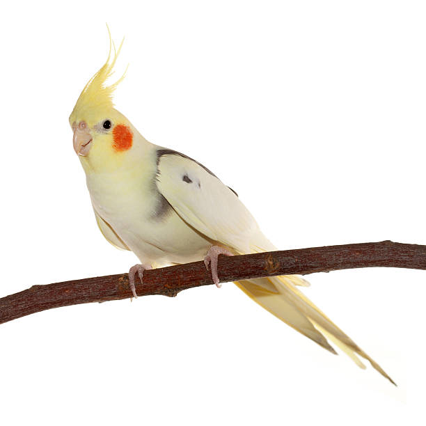 istock corella parrot sitting on the branch isolated on white 532301481