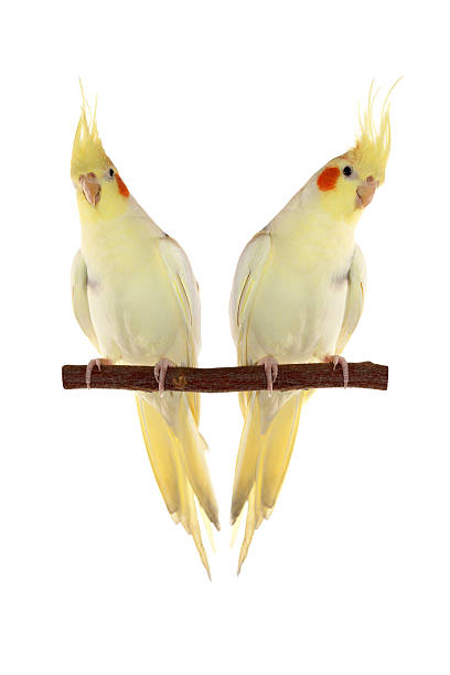 istock corella parrot sitting on the branch isolated on white 532302491