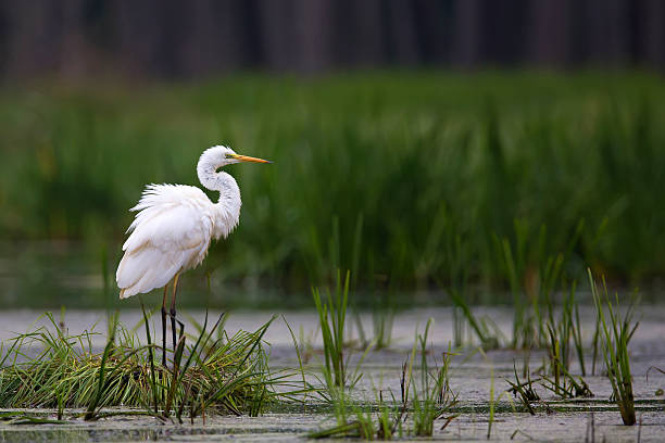 istock Great Egret in the wild 532302787