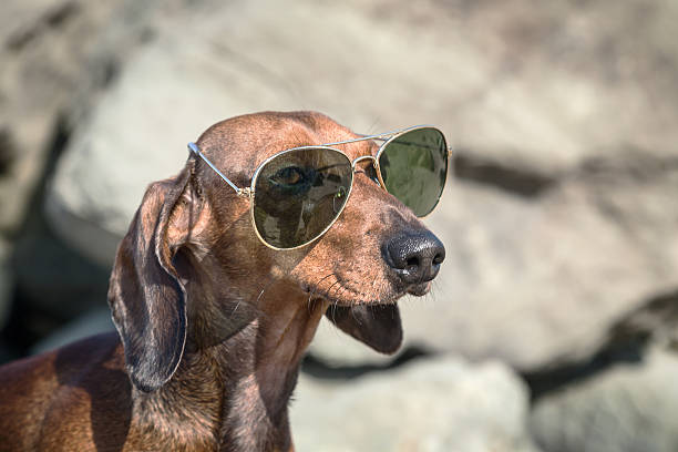 istock Dachshund dog with sunglasses at sea 532303893