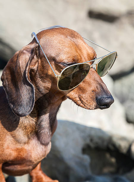 istock Dachshund dog with sunglasses at sea 532303917
