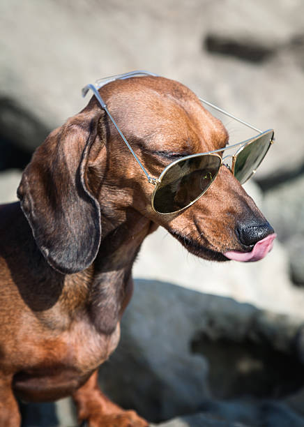 istock Dachshund dog with sunglasses at sea 532303931