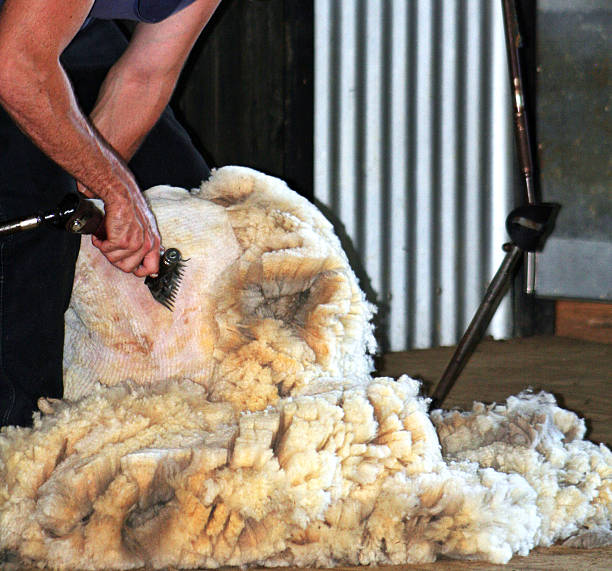 Sweaty Australian Sheep Shearer shearing in a blue singlet A sweating, suntanned Aussie (Australian) sheep shearer, wearing his 'wife beater' (blue singlet) shears a sheep inside his farm shed. sheep shed stock pictures, royalty-free photos & images