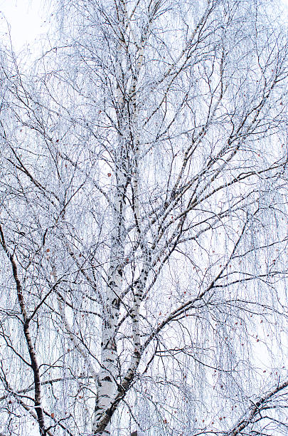 Frost and snow covered birch tree branch with leaves stock photo