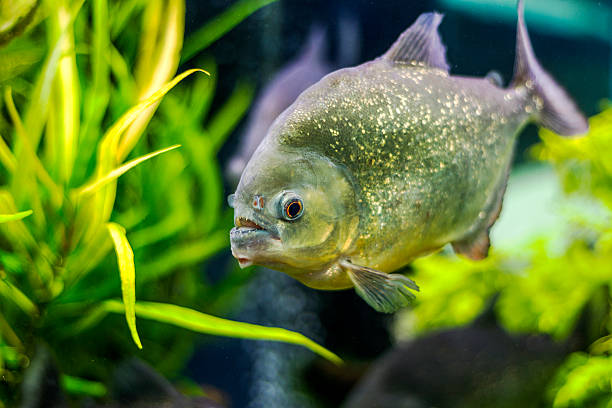 istock The underwater world. Bright Exotic Tropical coral fish 532304219