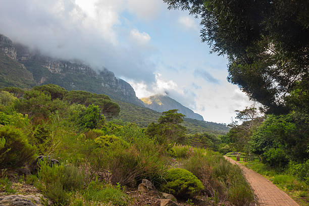 istock Kirstenbosch Gardens on a partly cloudy day 532304233