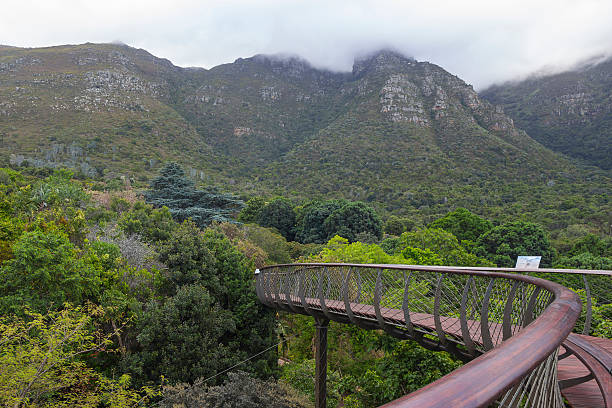 istock Kirstenbosch Gardens walkway 532304737