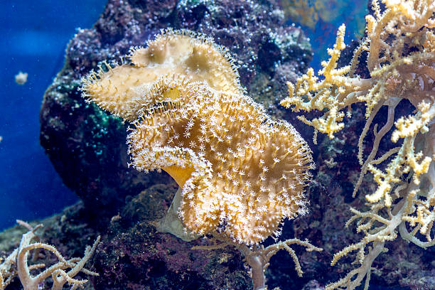 istock The underwater world. Bright Exotic Tropical coral fish 532305069