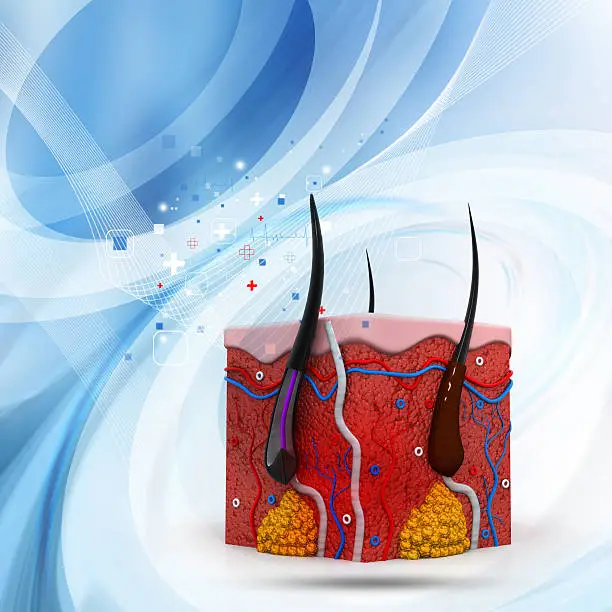 Photo of human skin anatomy cross section