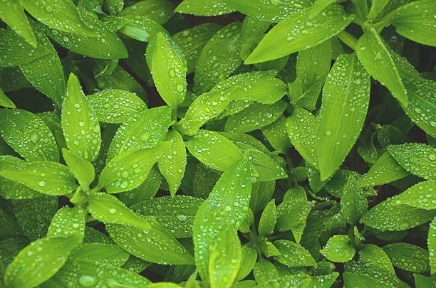 istock Pile of Leaves 532305535