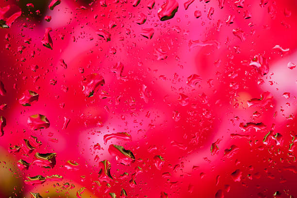 istock look at the bright red flower through the glass with raindrops 532306005