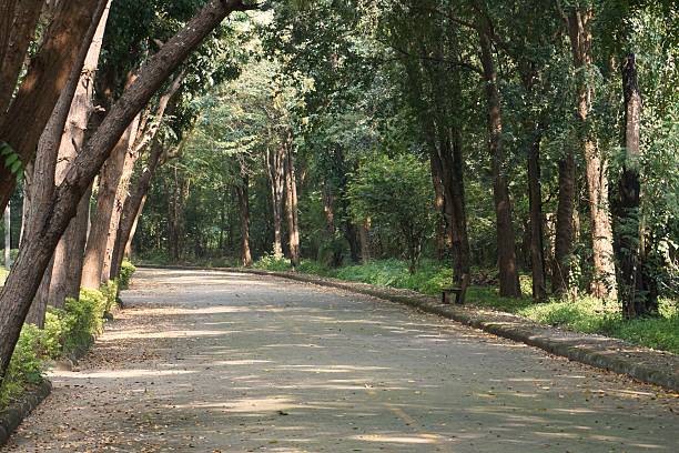 istock walking way to the forest in the morning 532315255