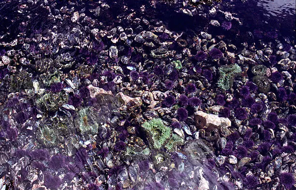 Tidepools form along the rocky coast of Southern Oregon, especially during the wide disparities of “spring tides.”