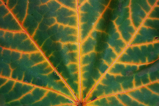 Close-up of the marple leaf